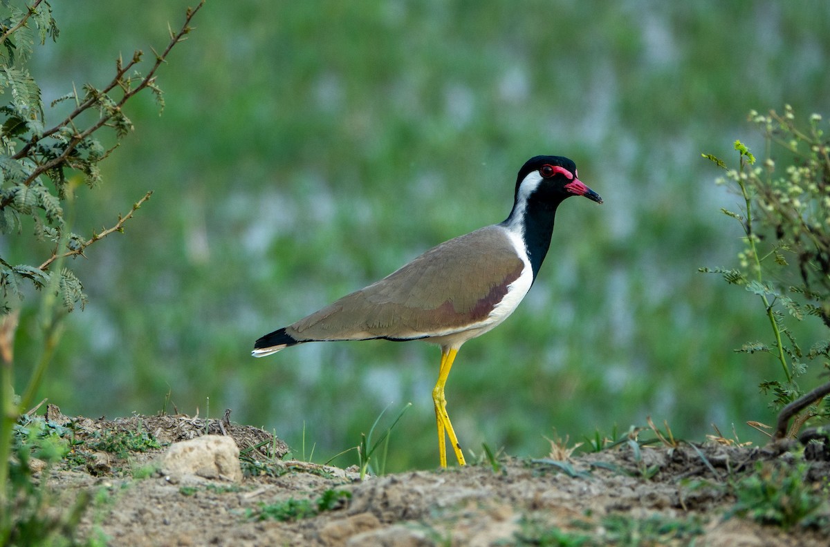Red-wattled Lapwing - David Houle