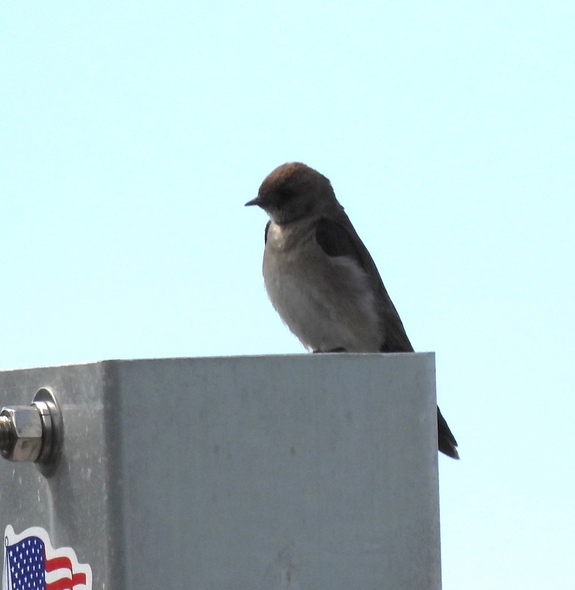 Northern Rough-winged Swallow - ML618832349