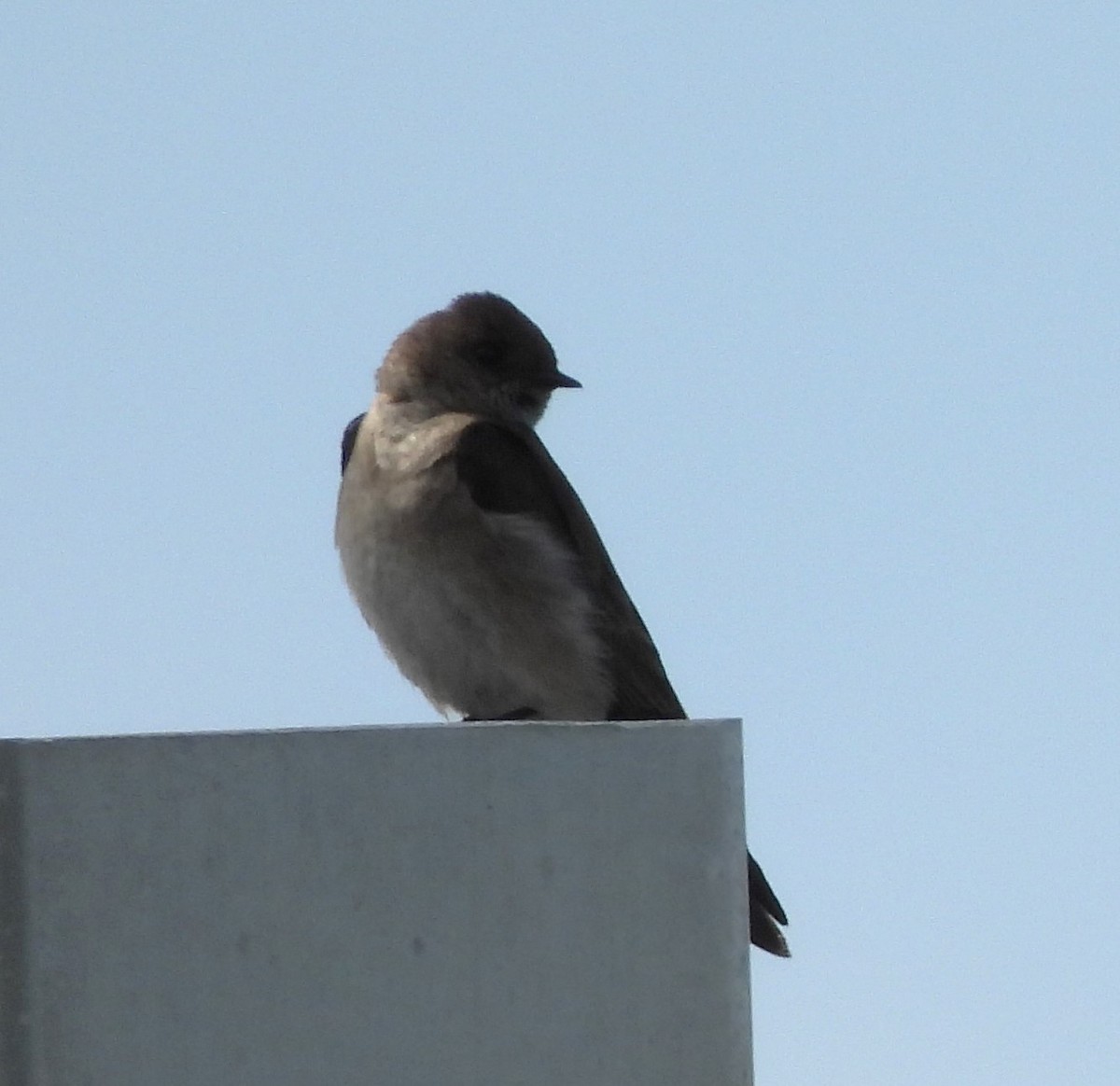 Northern Rough-winged Swallow - ML618832351