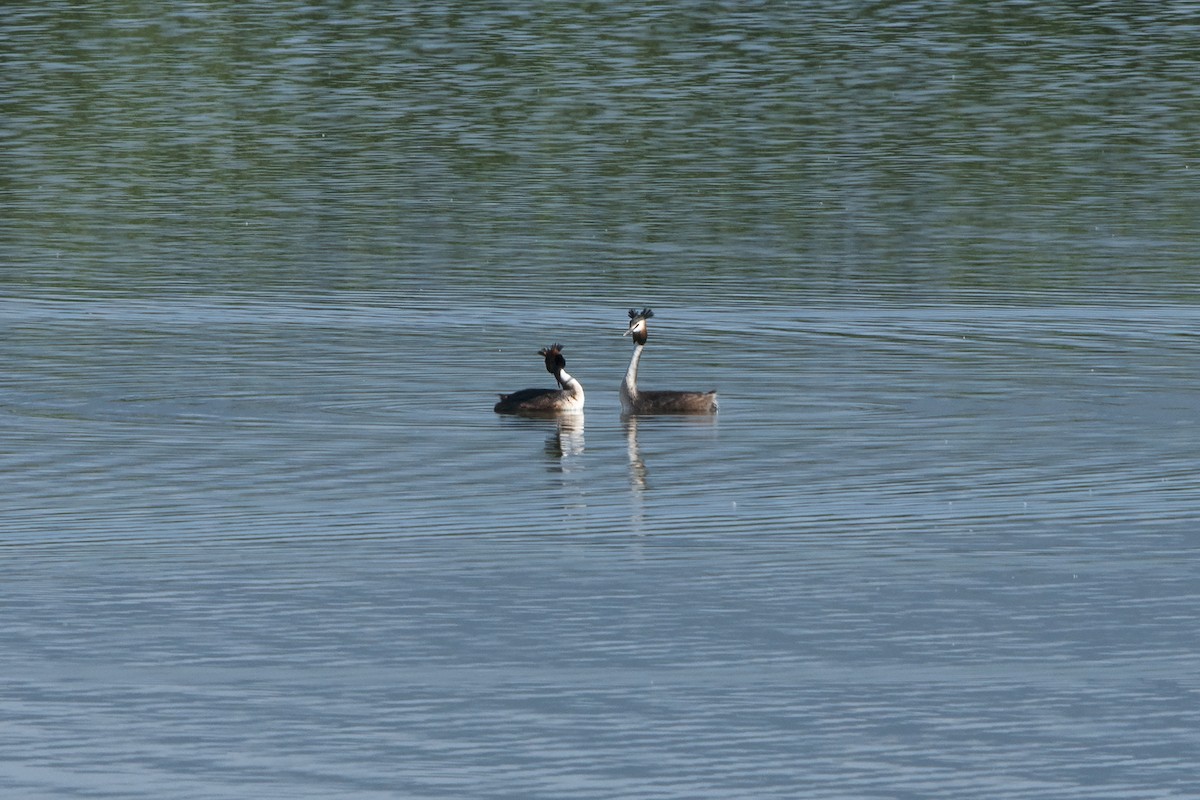Great Crested Grebe - ML618832360