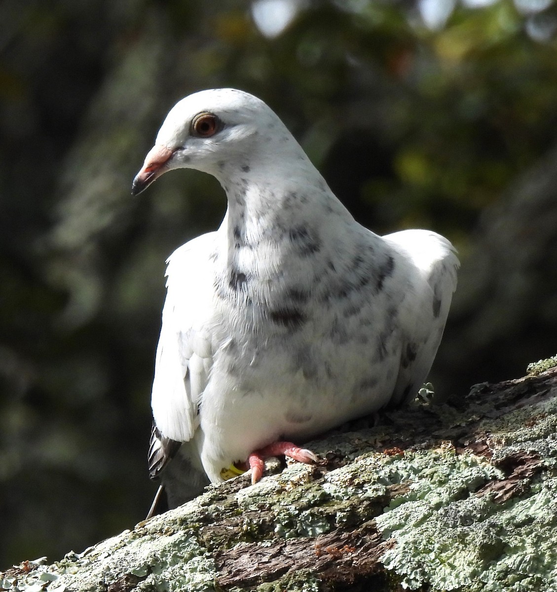 Rock Pigeon (Feral Pigeon) - Carol Porch