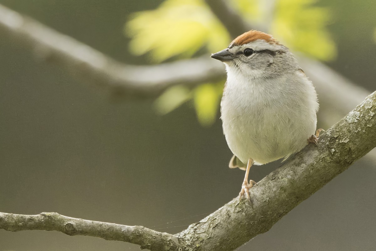 Chipping Sparrow - ML618832404