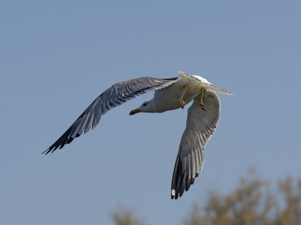 Yellow-legged Gull - Radek Papranec