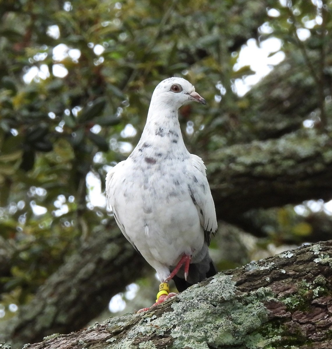 Rock Pigeon (Feral Pigeon) - ML618832413