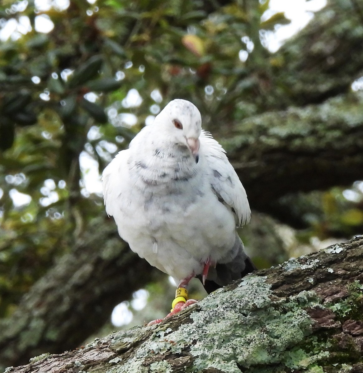 Rock Pigeon (Feral Pigeon) - ML618832420