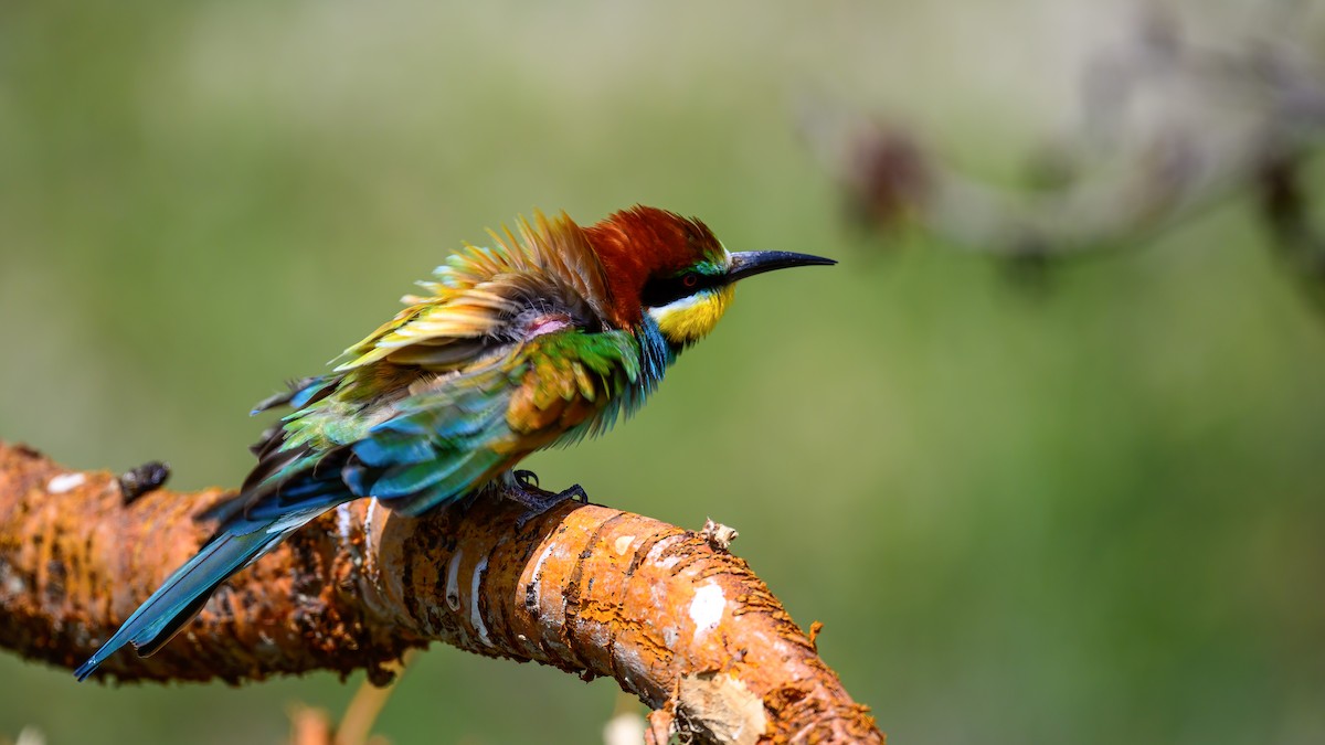 European Bee-eater - ML618832421