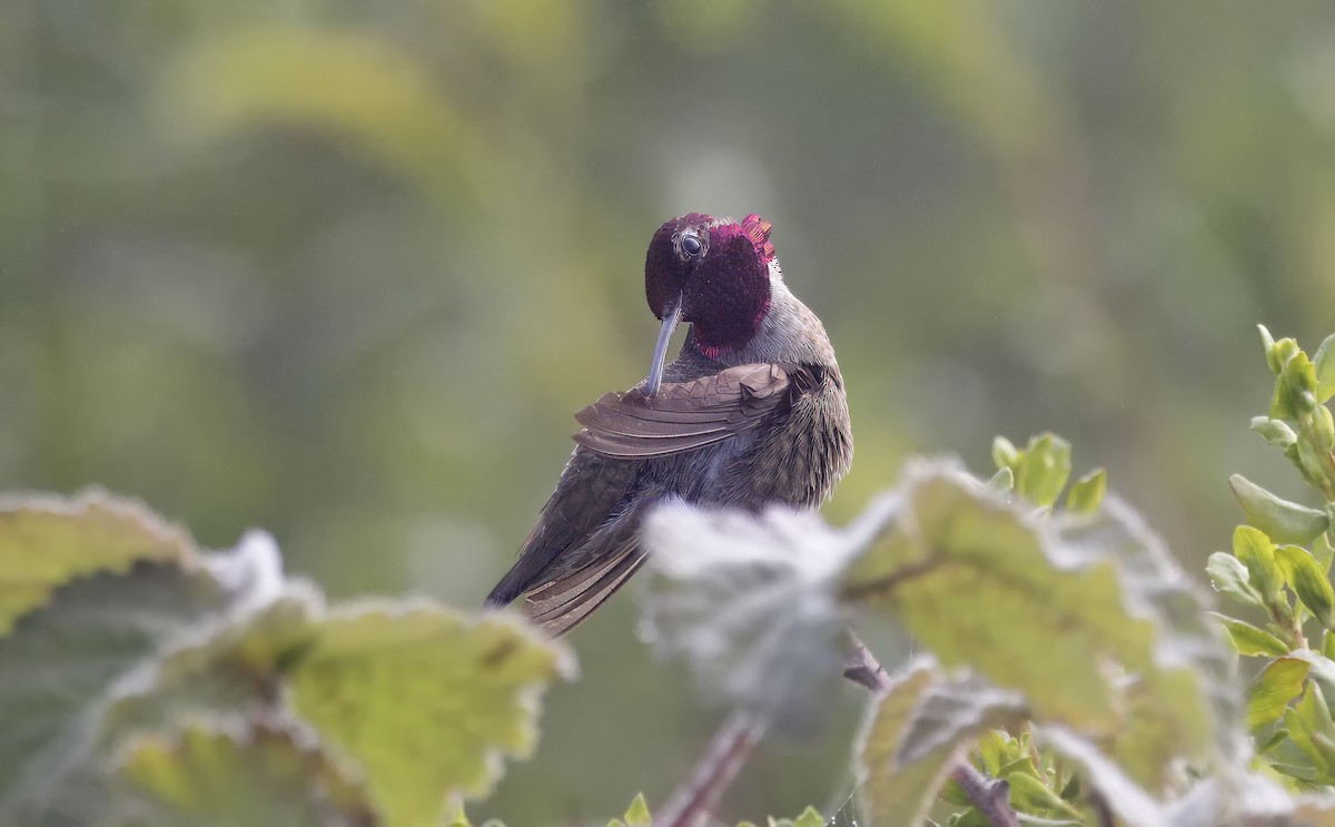 Anna's Hummingbird - ML618832491