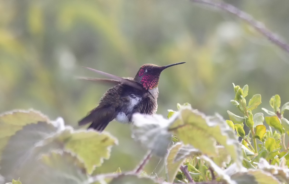 Anna's Hummingbird - Loni Ye