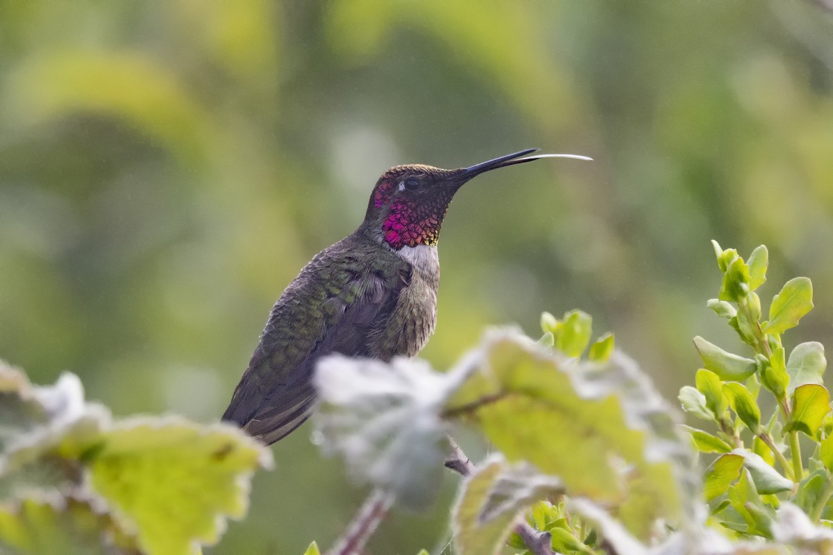 Anna's Hummingbird - ML618832497