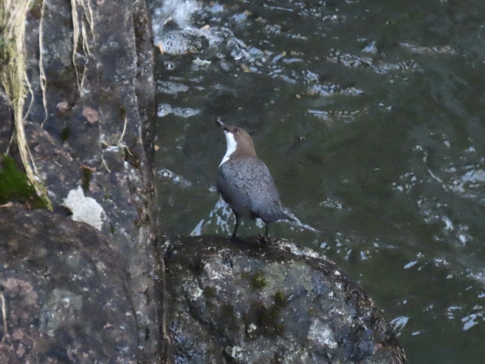 White-throated Dipper - Nathan Petersen