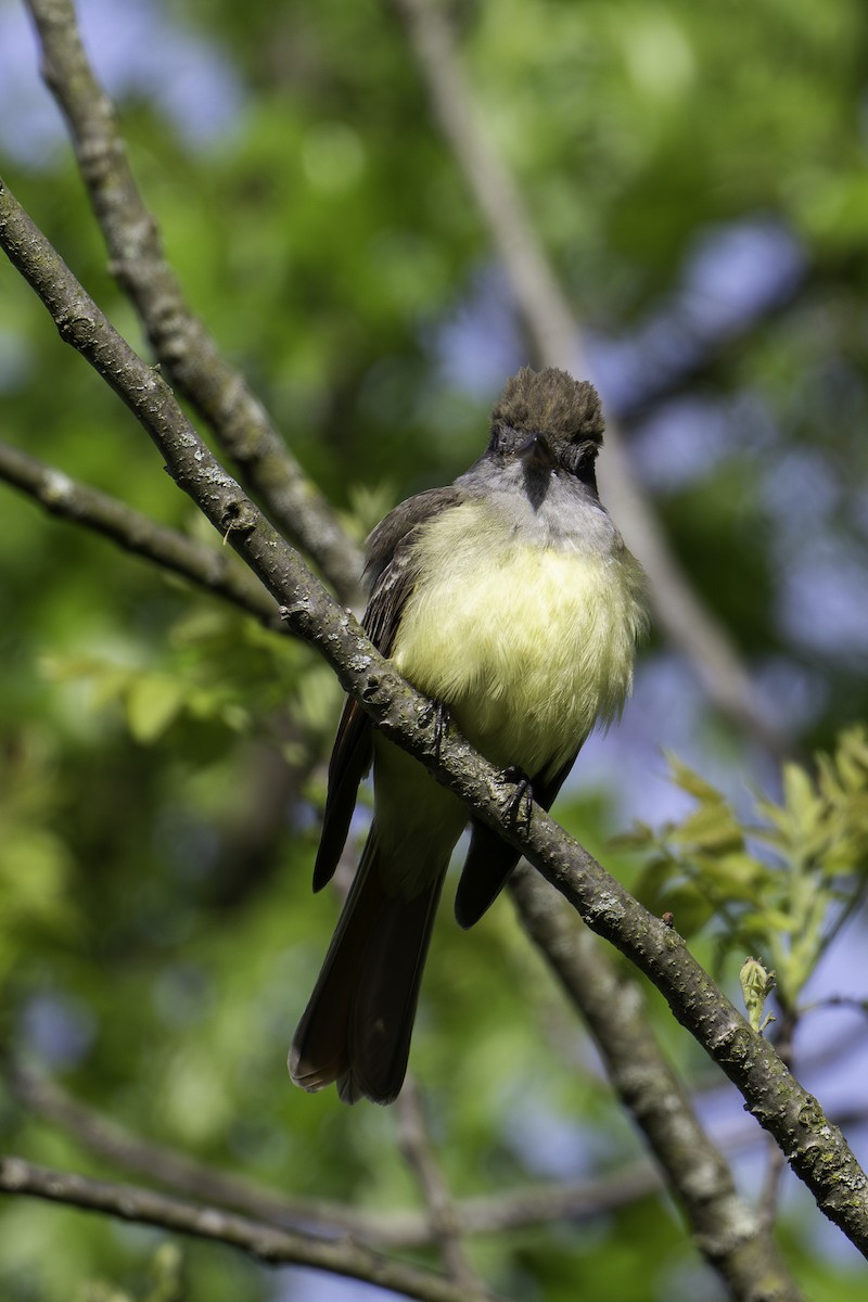 Great Crested Flycatcher - ML618832533