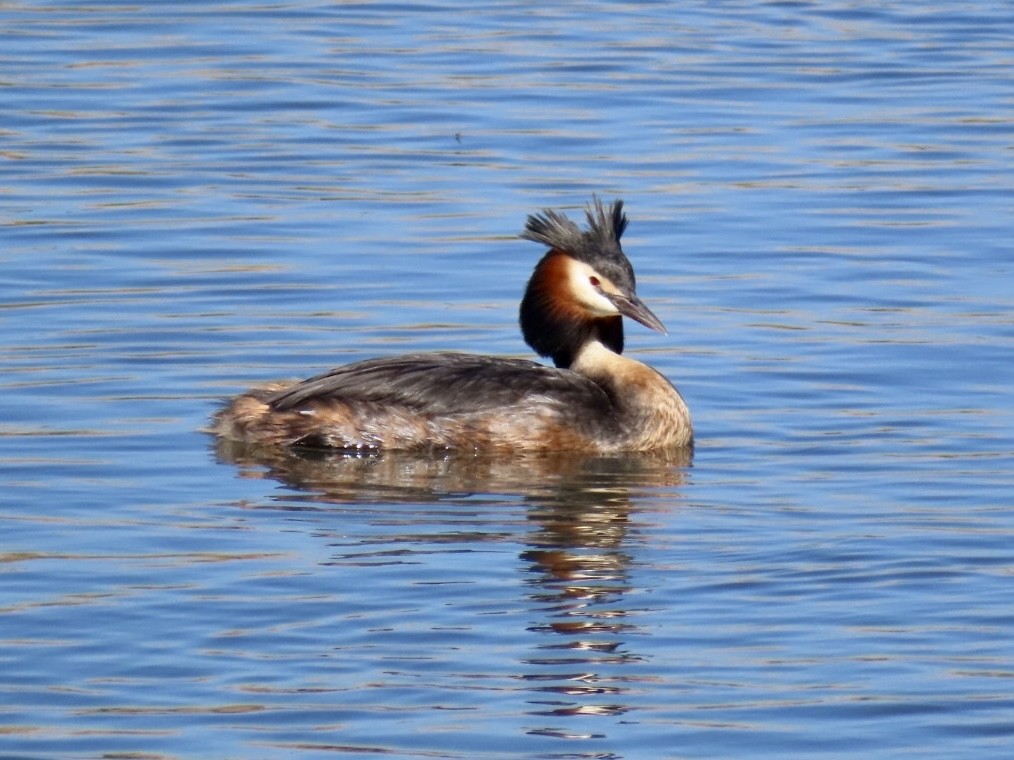 Great Crested Grebe - Nathan Petersen