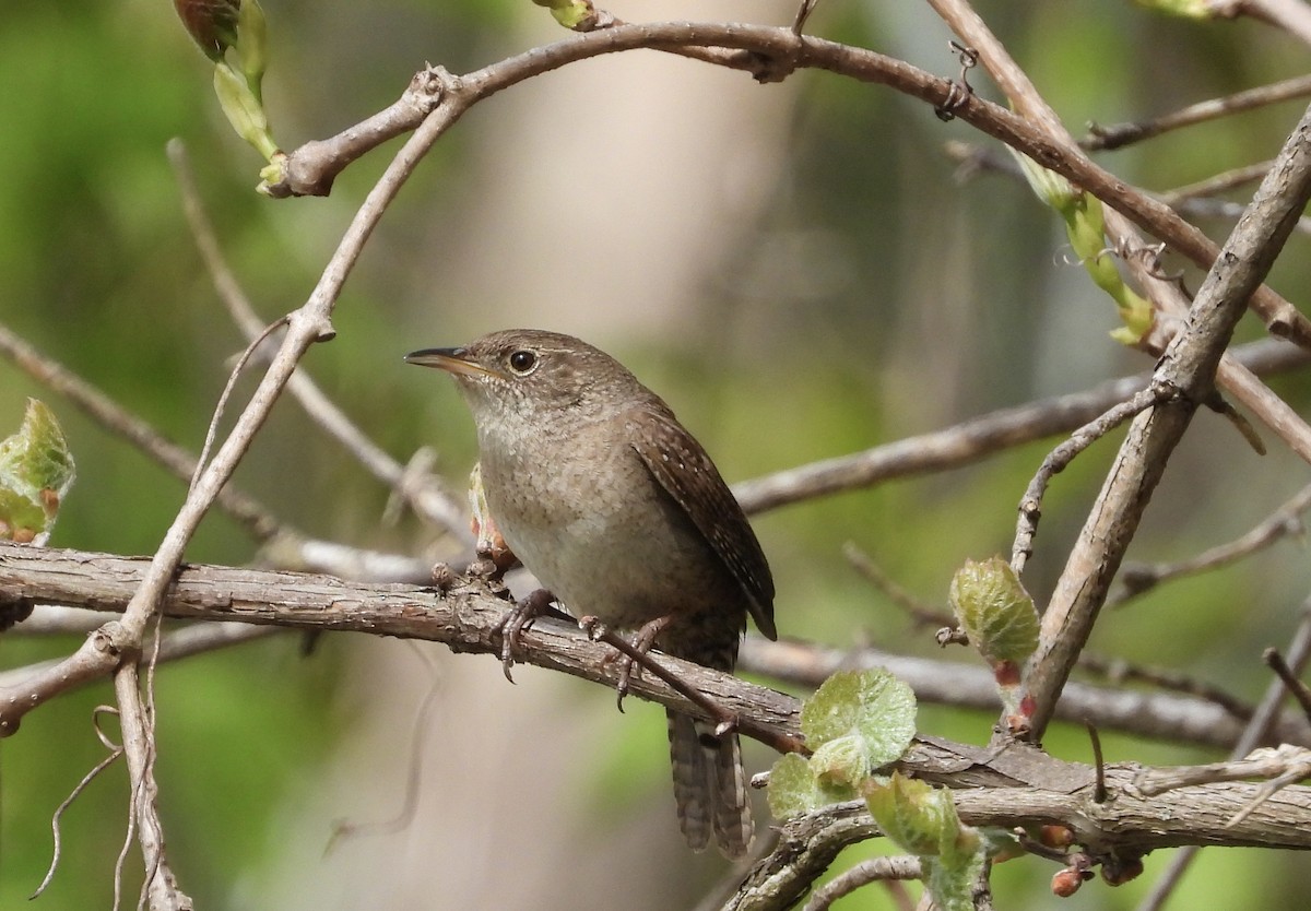 House Wren (Northern) - Pat Hare
