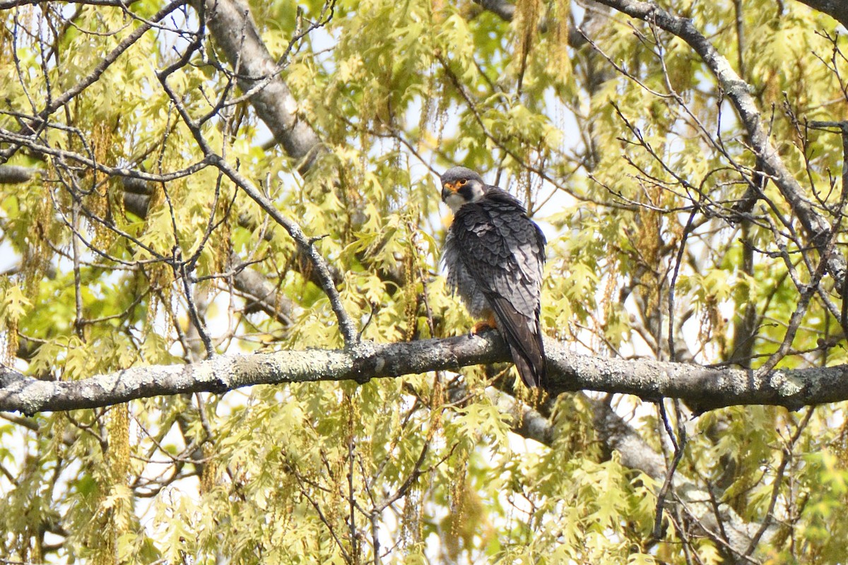 Peregrine Falcon (North American) - ML618832639