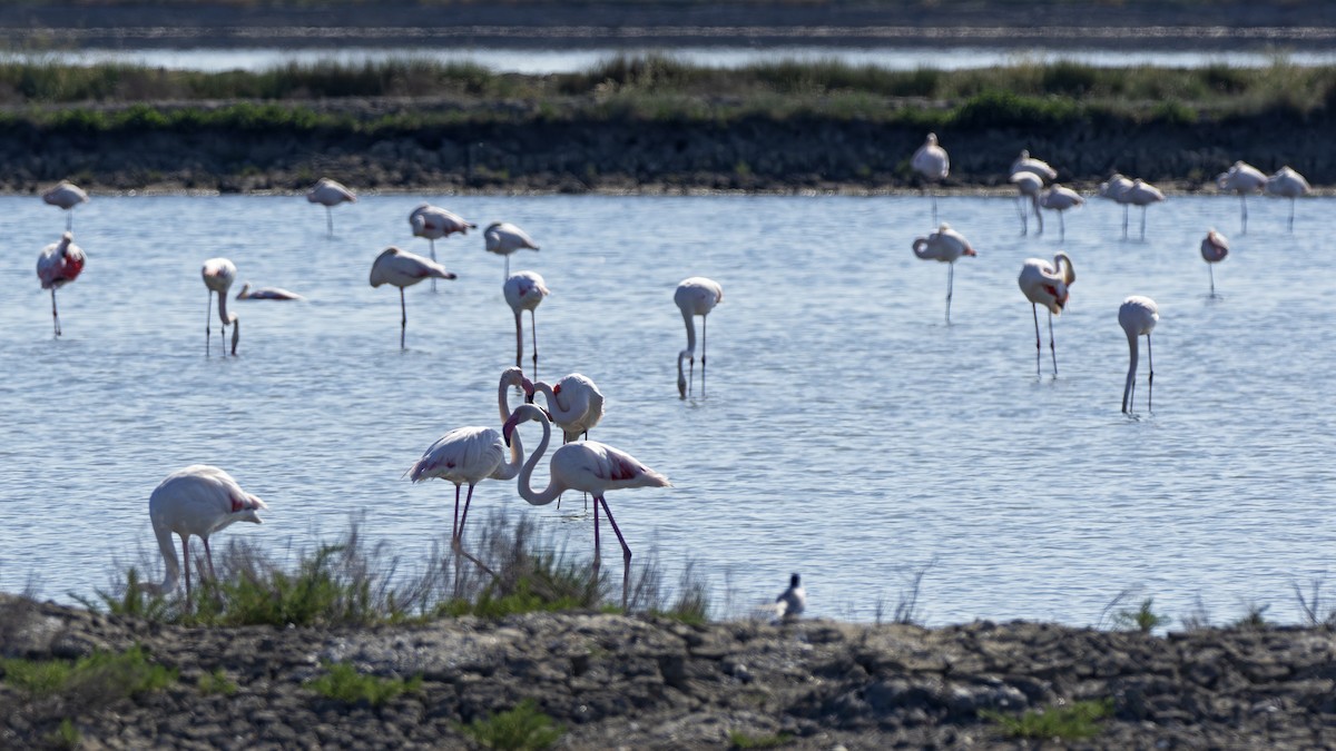 Greater Flamingo - Radek Papranec