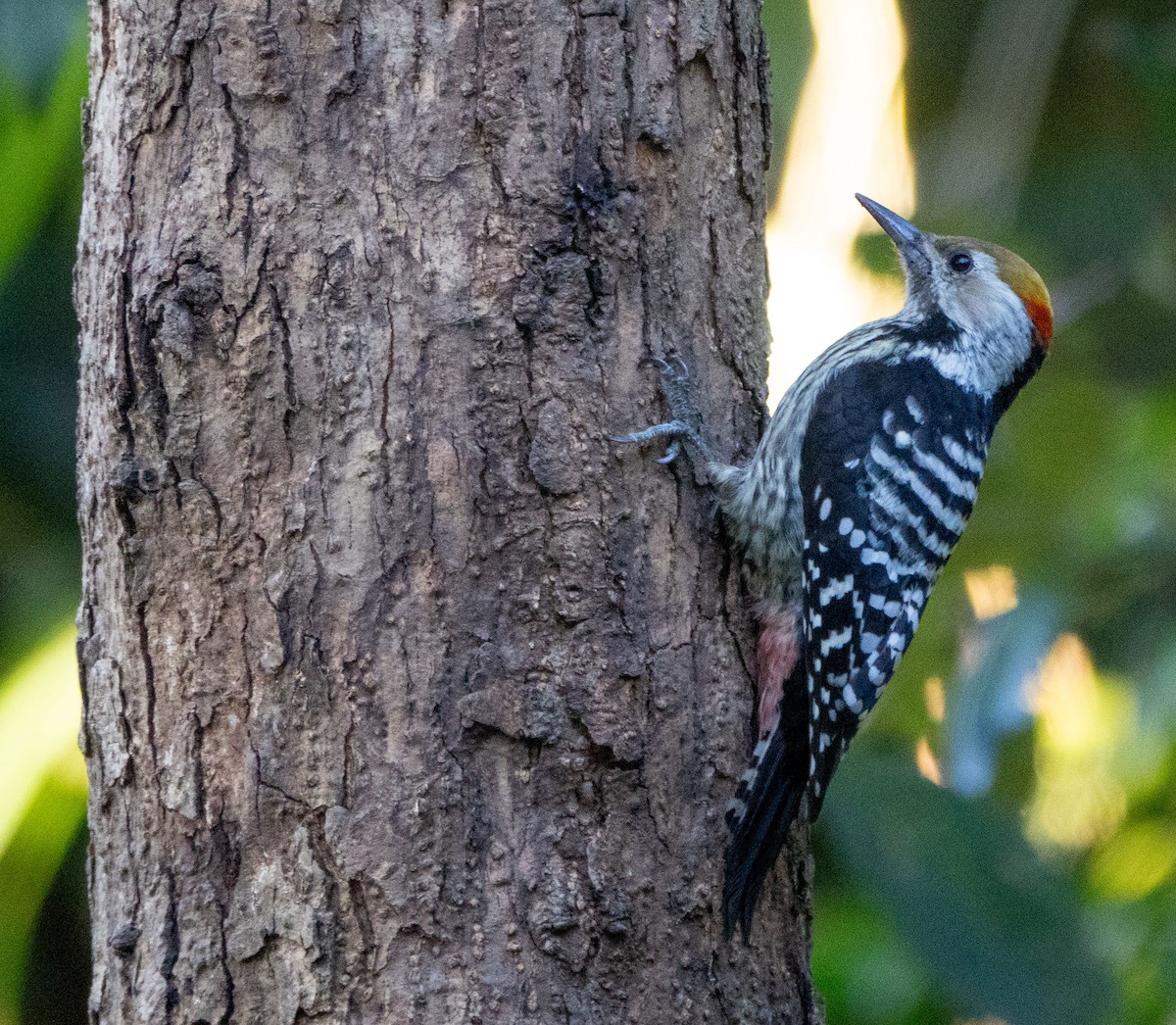 Brown-fronted Woodpecker - David Houle