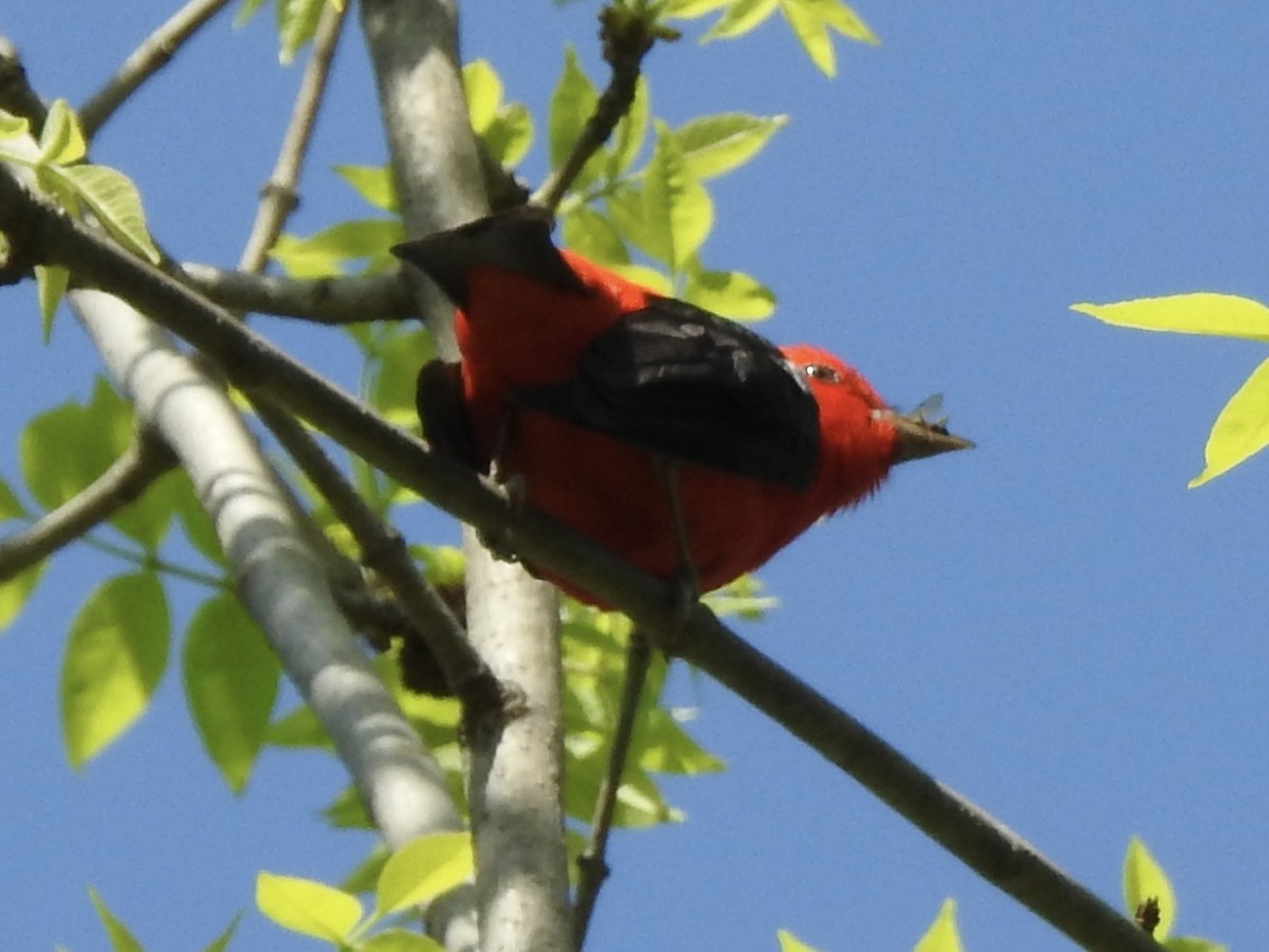 Scarlet Tanager - ML618832684