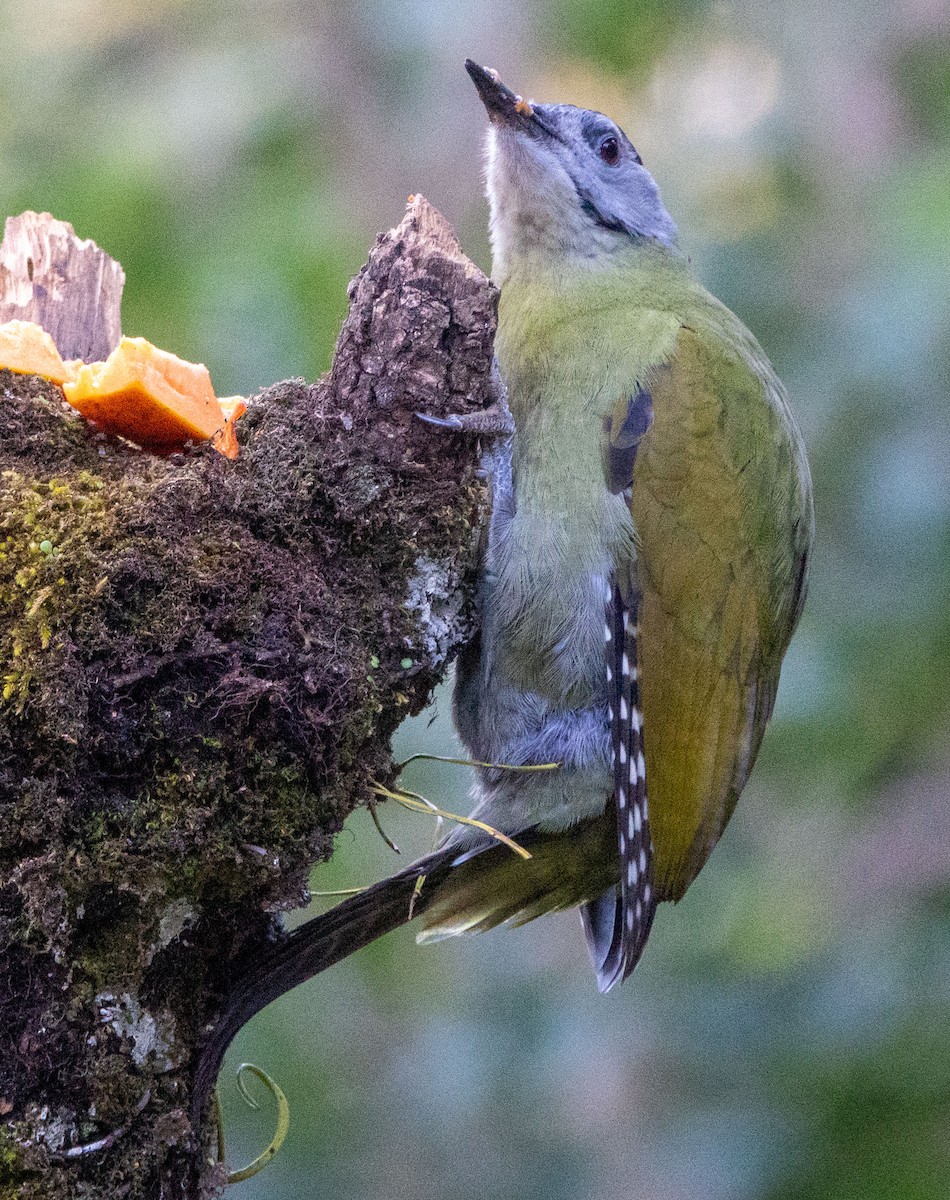 Gray-headed Woodpecker - ML618832689