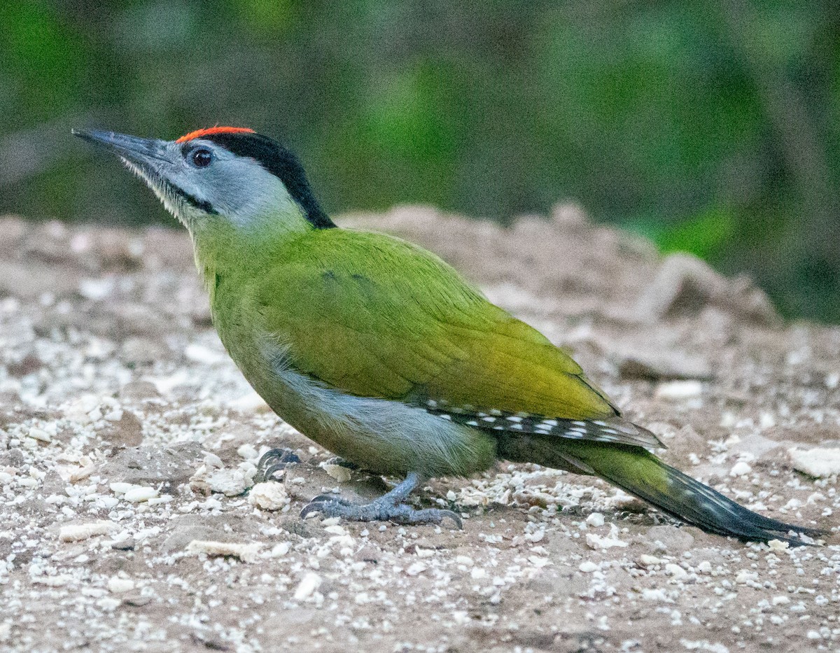 Gray-headed Woodpecker - ML618832690