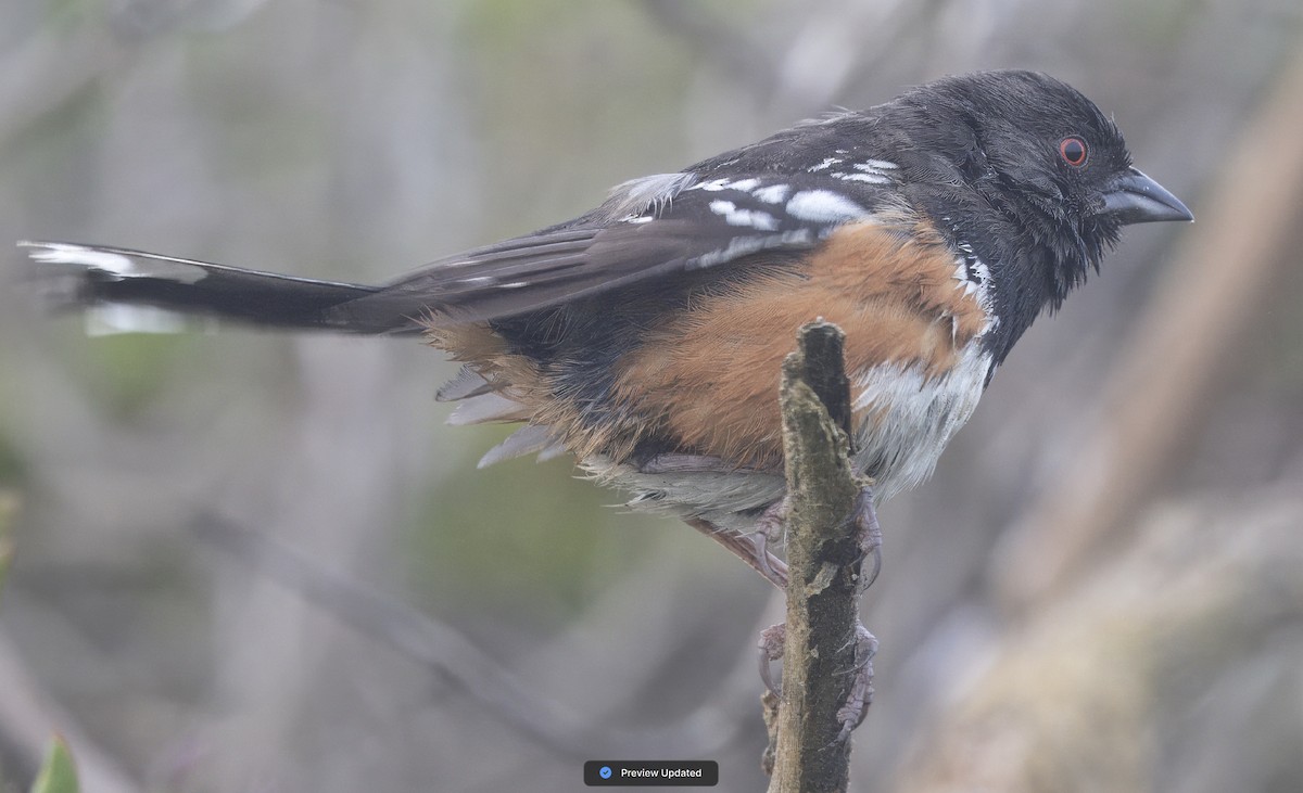 Spotted Towhee - ML618832709