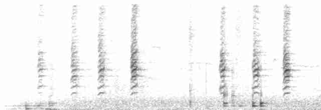 Méliphage carillonneur - ML618832718