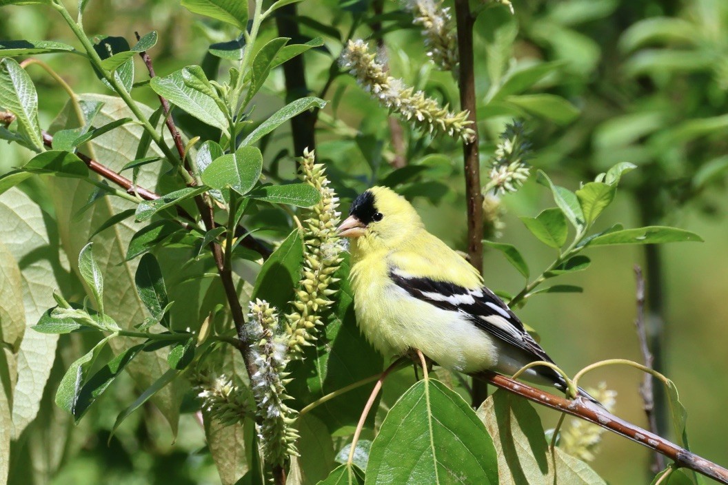 American Goldfinch - Mari Petznek