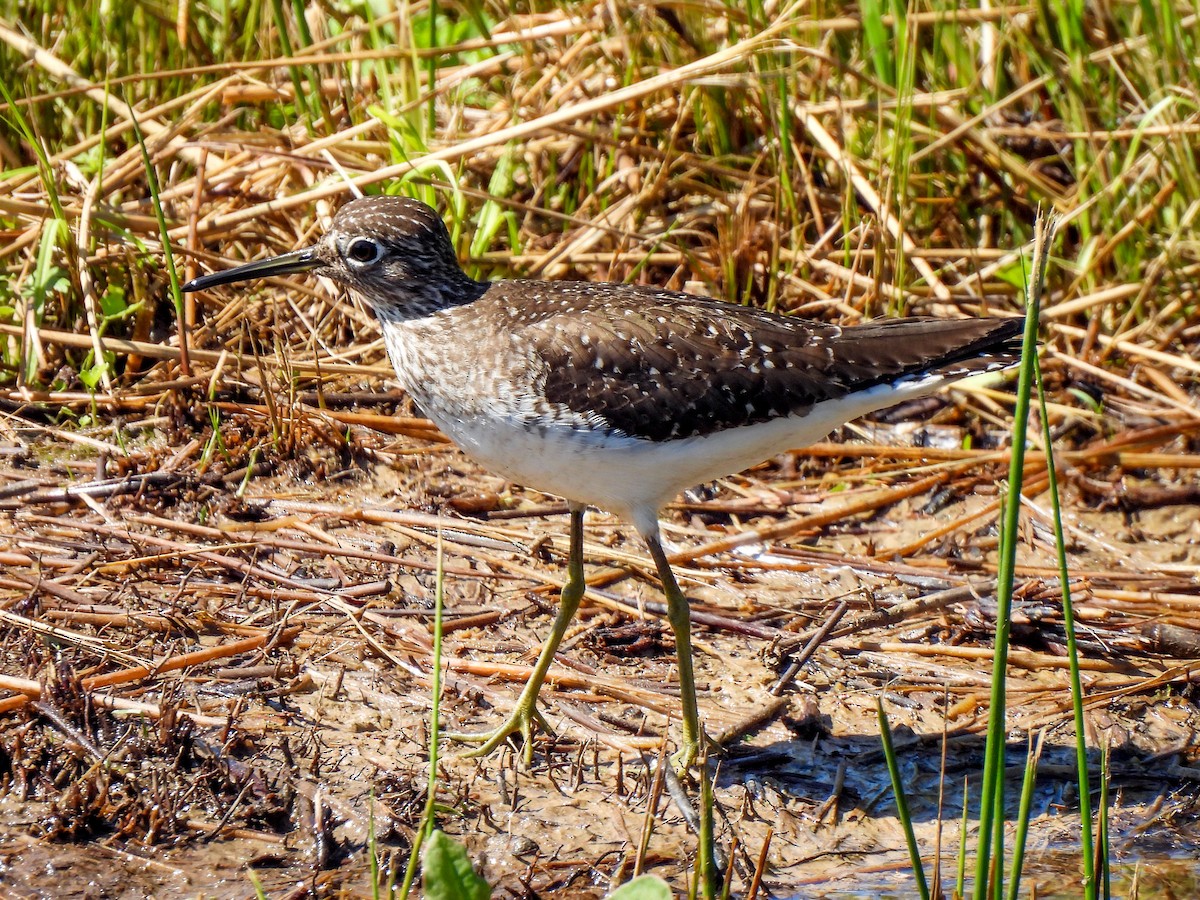 Solitary Sandpiper - Sophie Dismukes