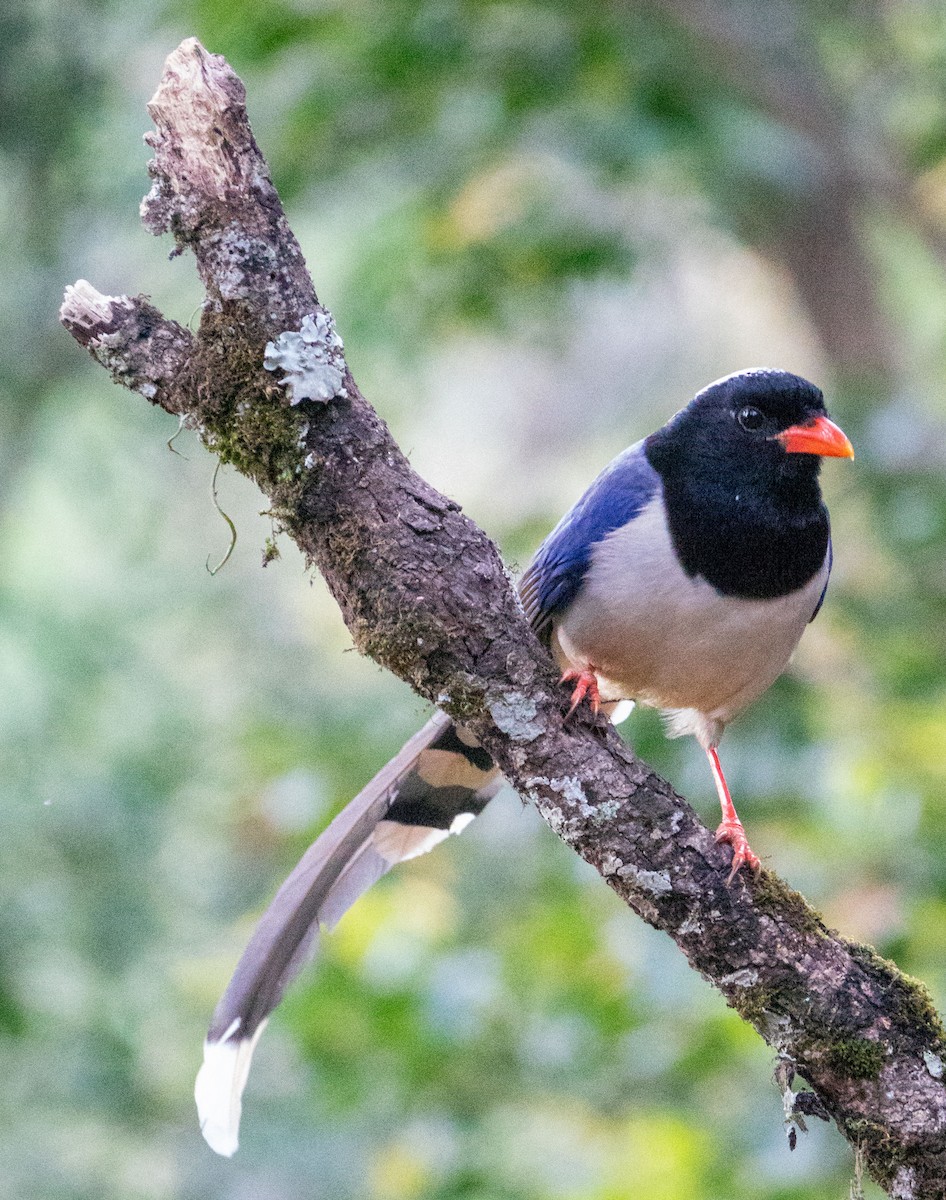 Red-billed Blue-Magpie - David Houle