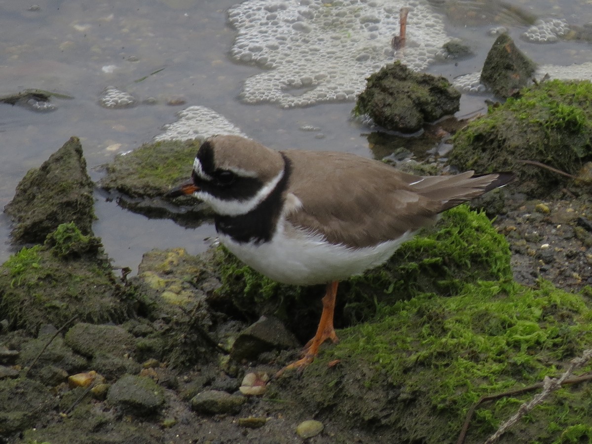 Common Ringed Plover - ML618832830