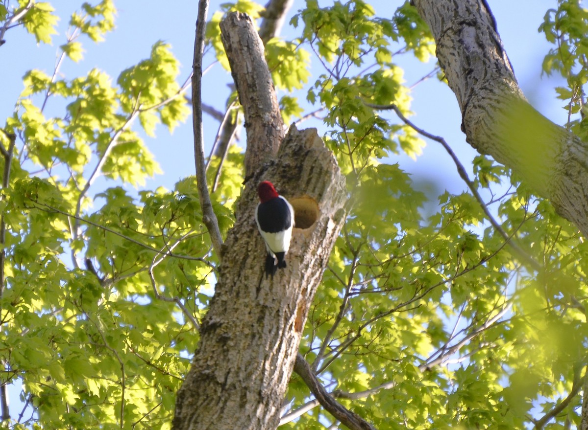 Red-headed Woodpecker - ML618832837