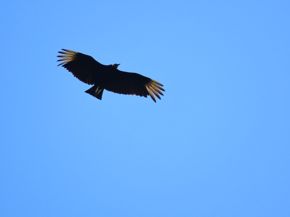 Black Vulture - Michael Robertson