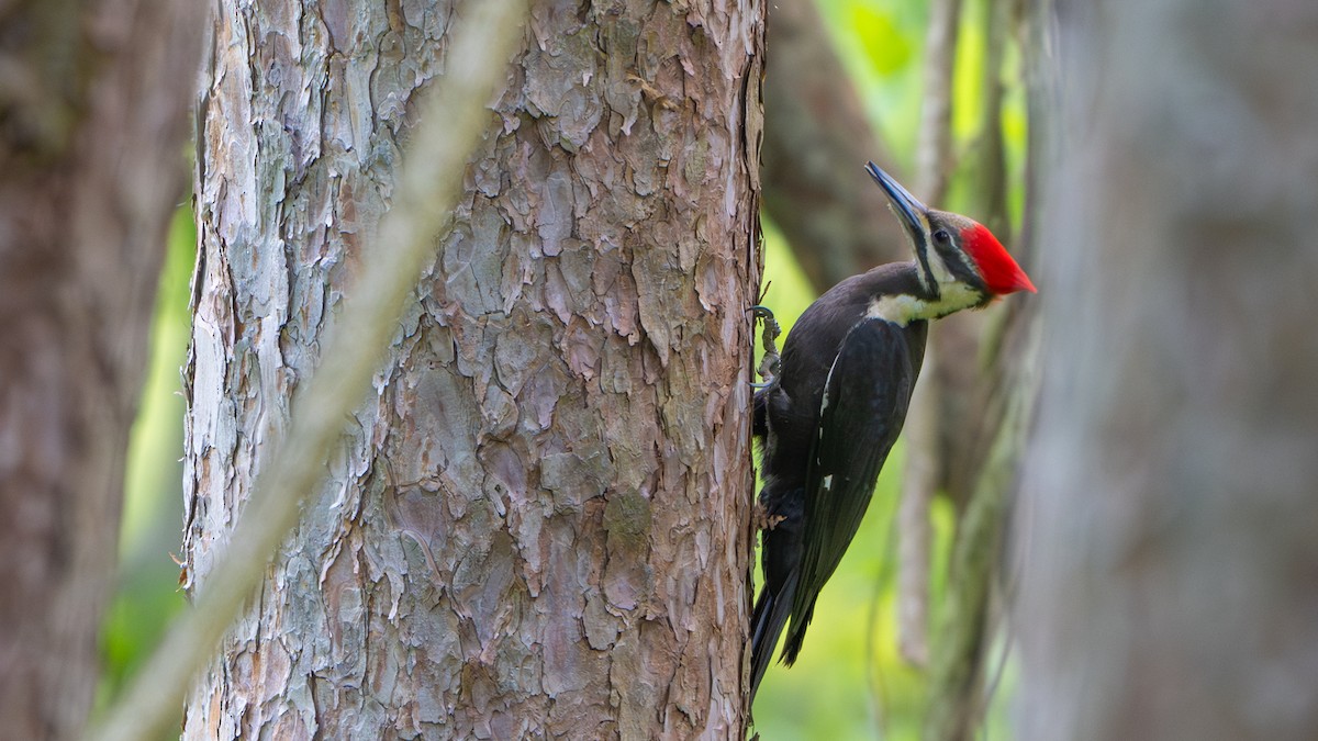 Pileated Woodpecker - Paul Clifford