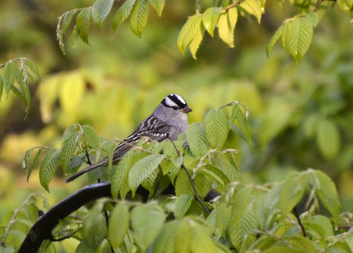 White-crowned Sparrow - Steve Wegner