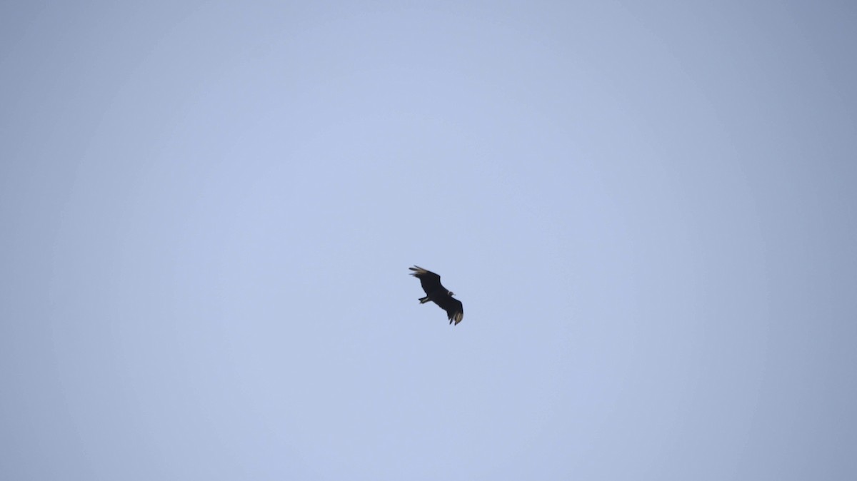 Black Vulture - Brynn Fricke
