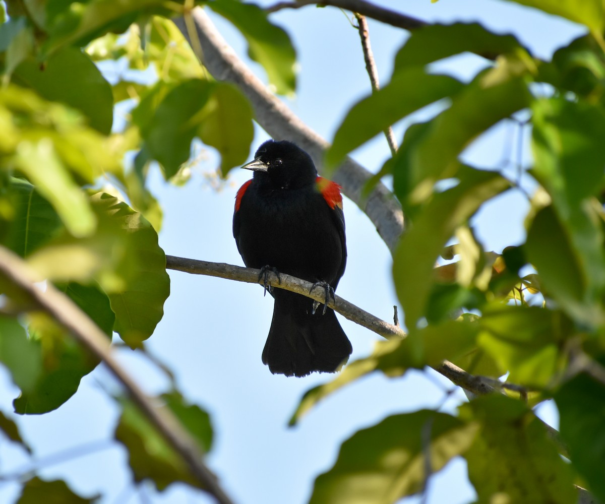 Red-winged Blackbird - Sergio Abad Garcia