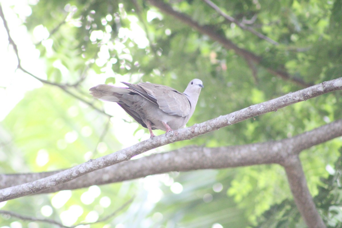 Eurasian Collared-Dove - Jahaira Esquivel