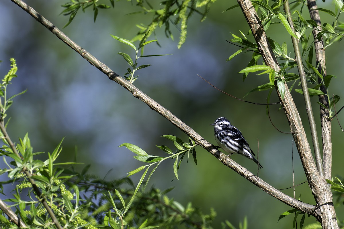 Black-and-white Warbler - ML618832968