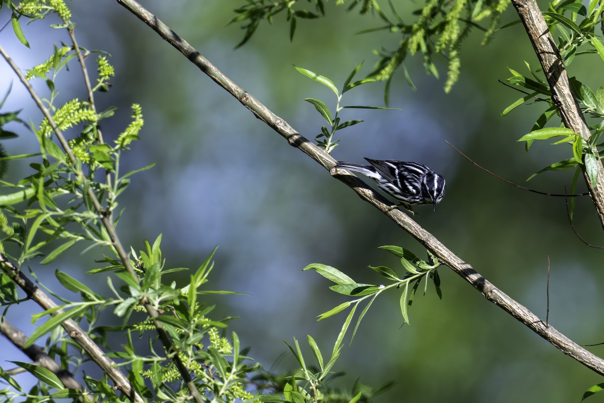 Black-and-white Warbler - ML618832969