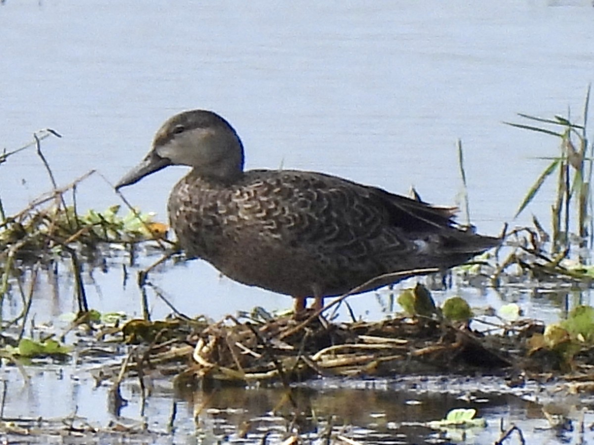 Blue-winged Teal - ML618832976
