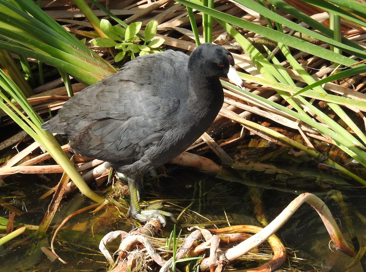 American Coot - Mary Muchowski
