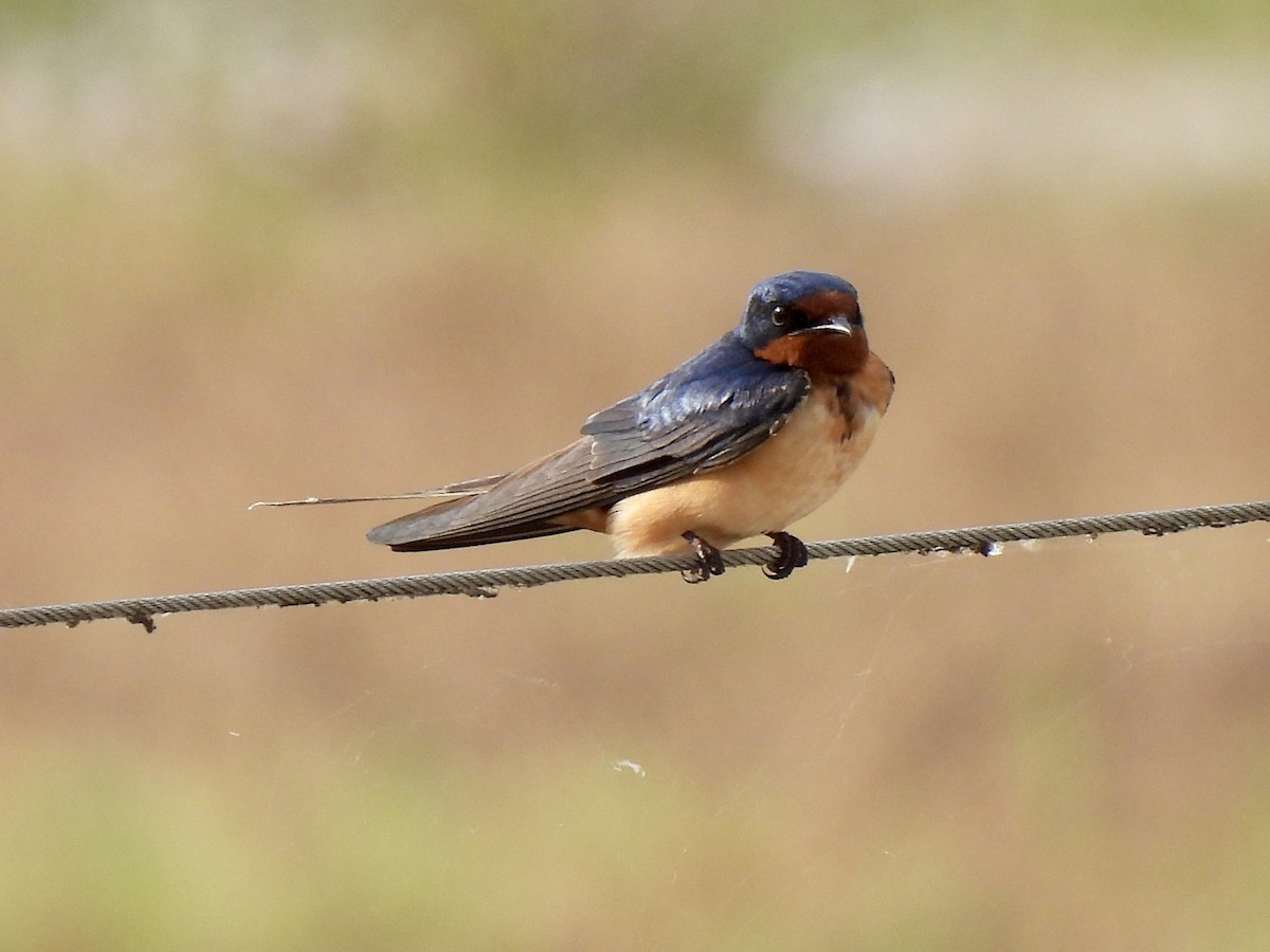 Barn Swallow - nikki bryer-kraft