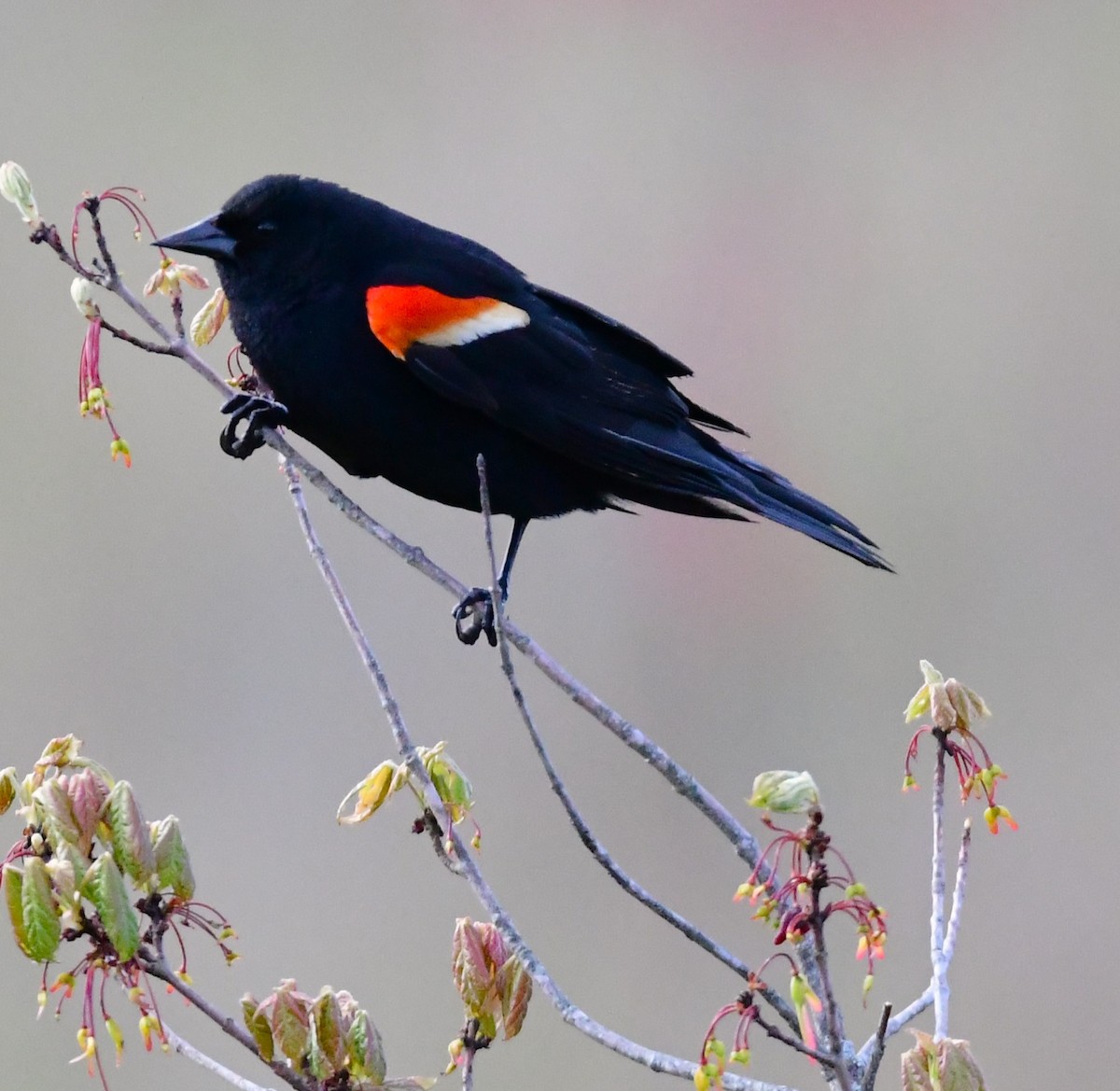 Red-winged Blackbird - mike shaw