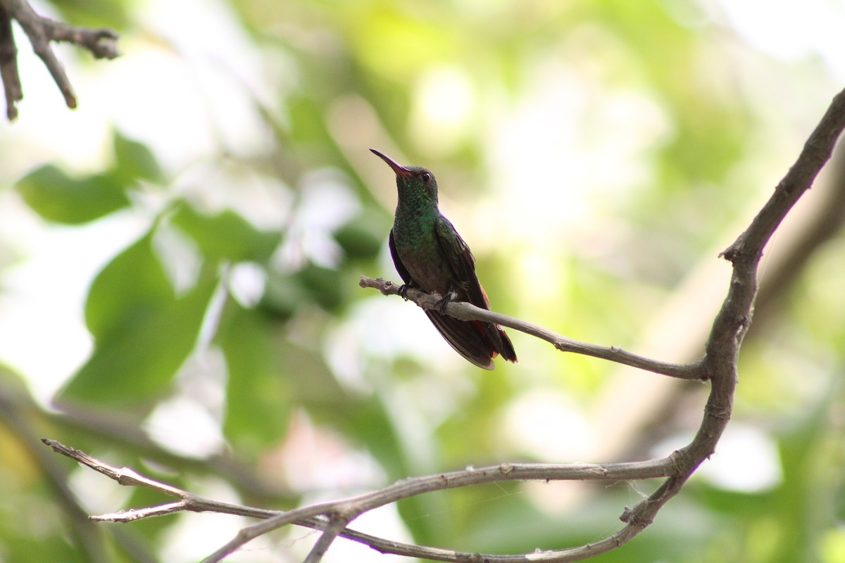 Rufous-tailed Hummingbird - Jahaira Esquivel