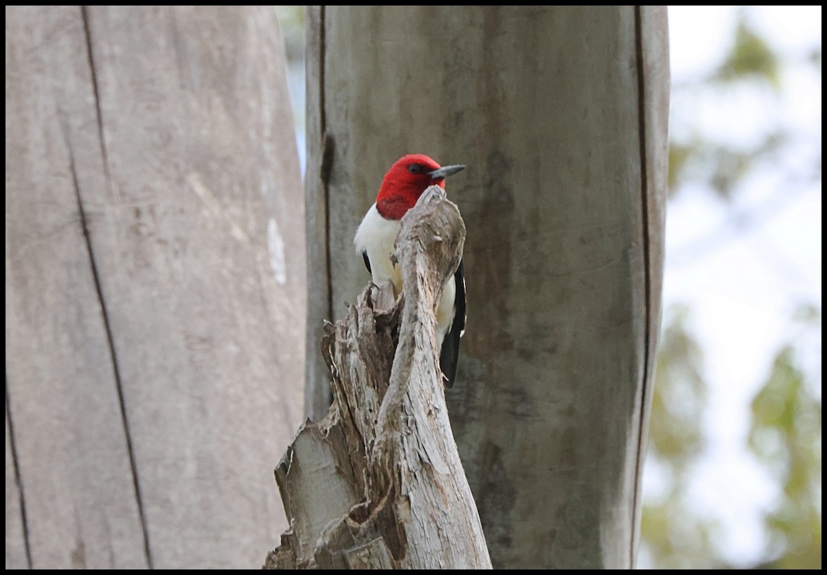 Red-headed Woodpecker - ML618833109