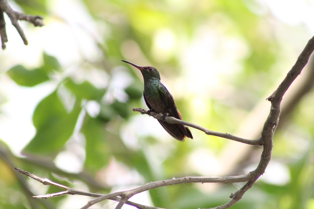 Rufous-tailed Hummingbird - Jahaira Esquivel