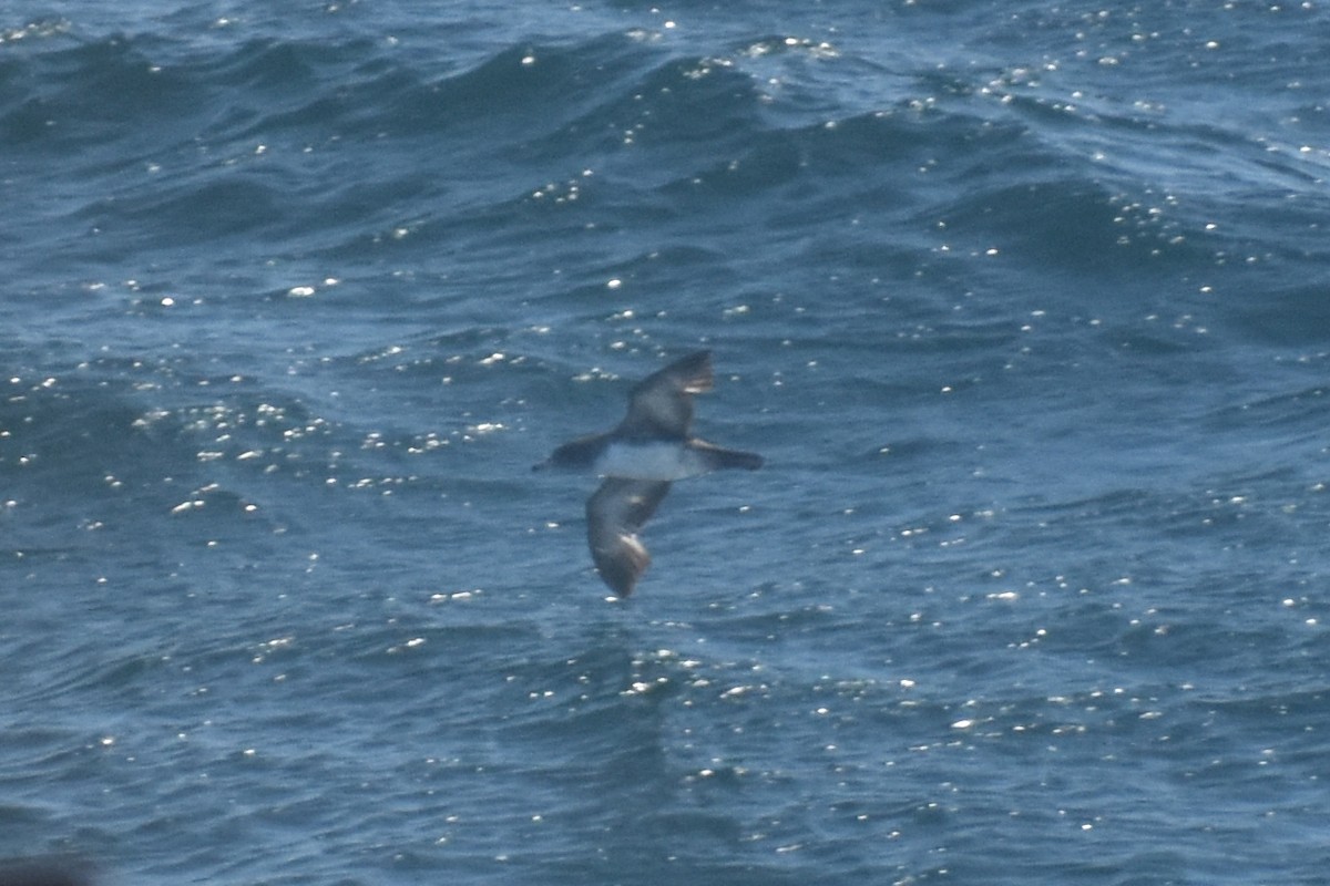 Pink-footed Shearwater - ML618833164