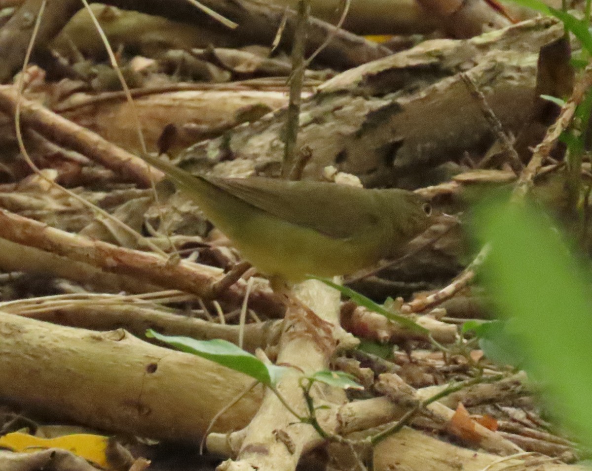 Connecticut Warbler - Laurie Witkin