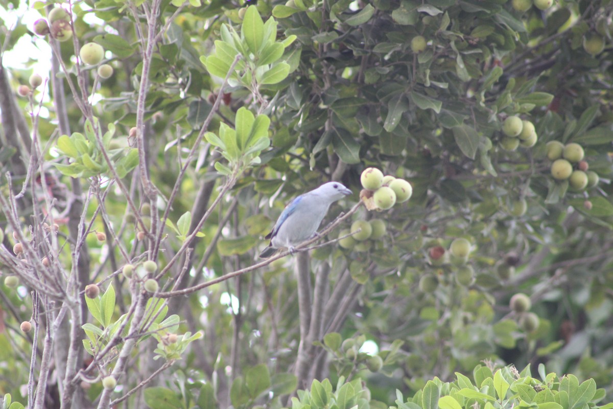 Blue-gray Tanager (Blue-gray) - Jahaira Esquivel