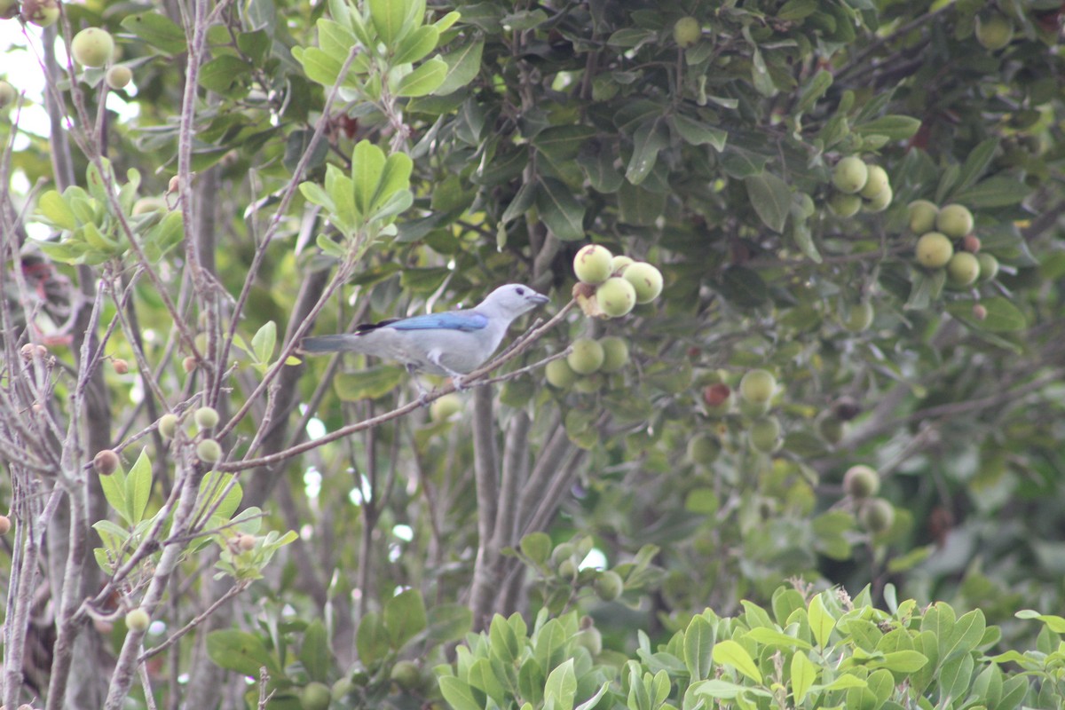 Blue-gray Tanager (Blue-gray) - ML618833213