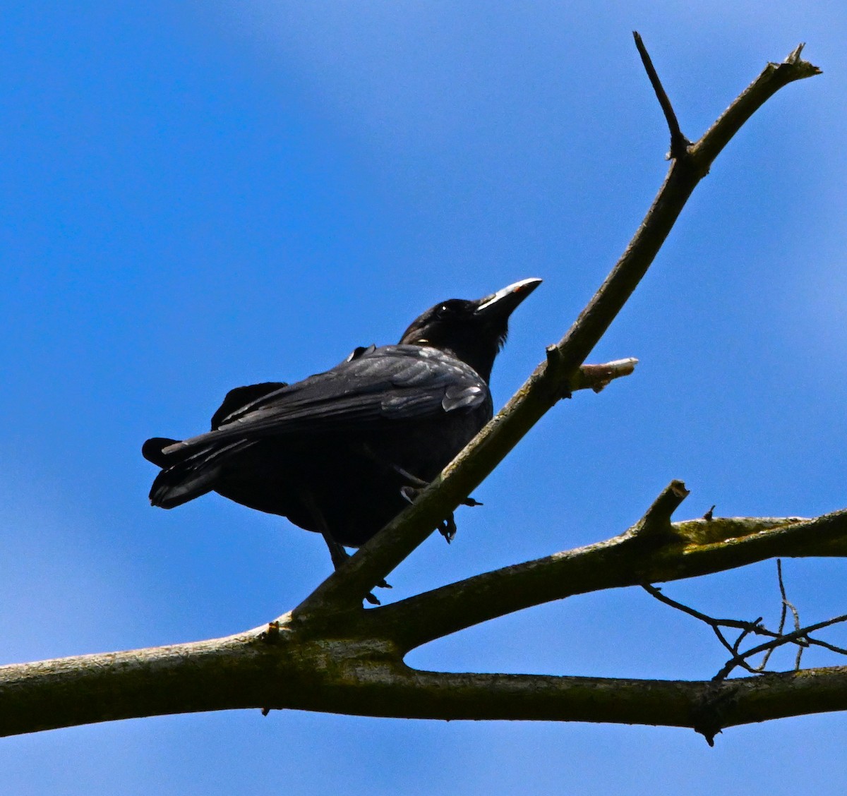 Fish Crow - DAVID VIERLING